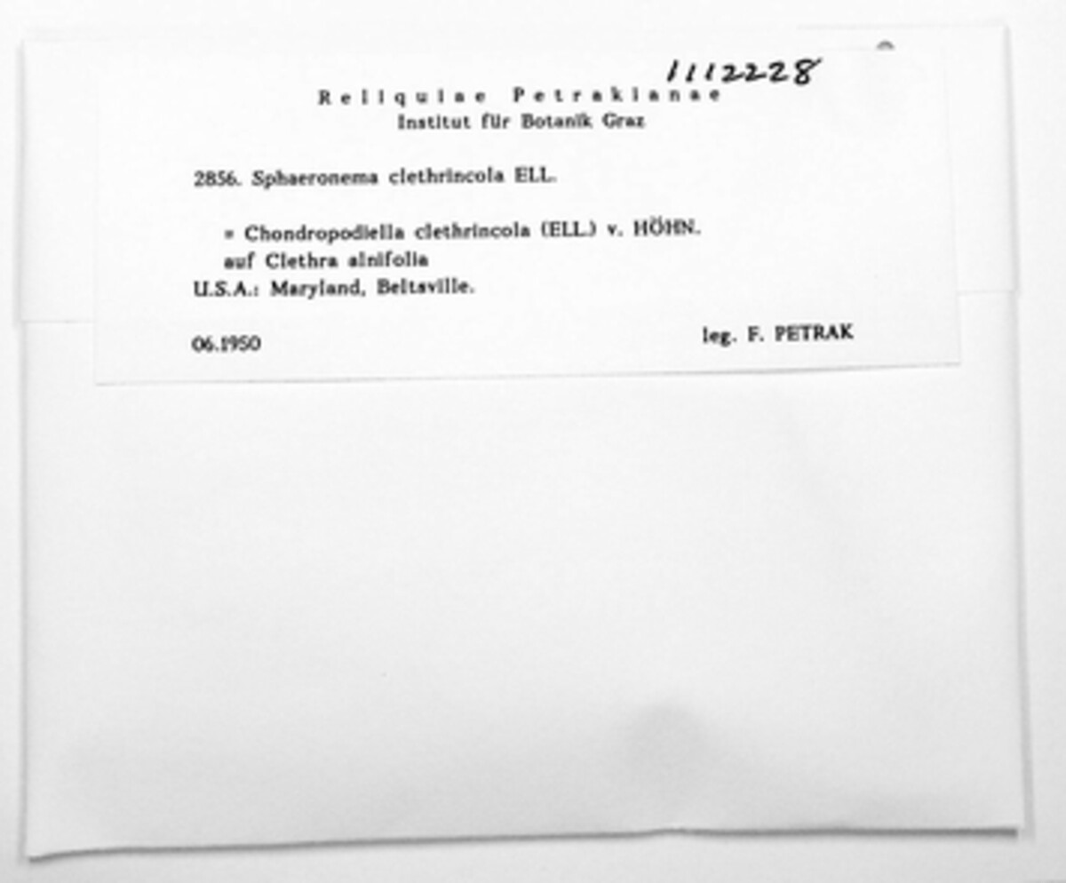 Chondropodiella clethrincola image